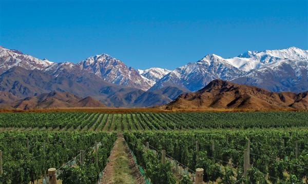 Mendoza & Wine Tour