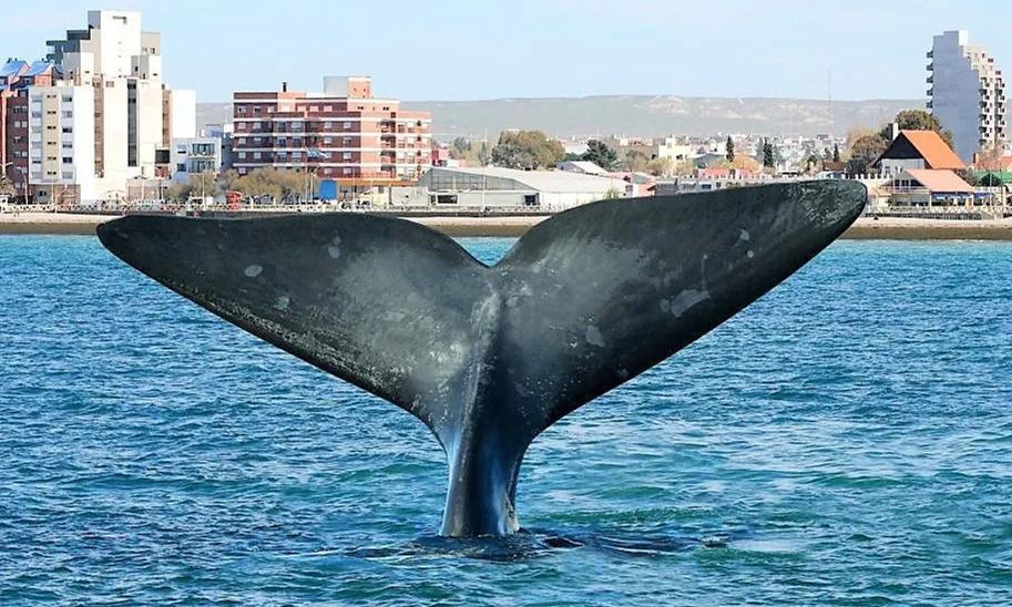 Trelew Aéreo